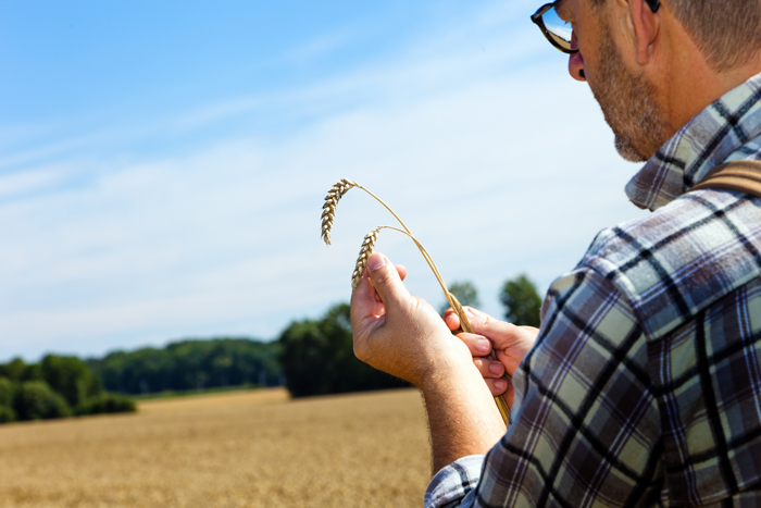 Farmer inspecting wheat. Photo: Los Alamos National Laboratory/Flickr