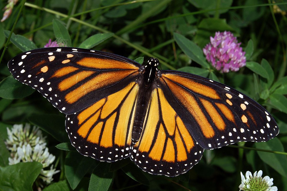 1200px-Monarch_In_May