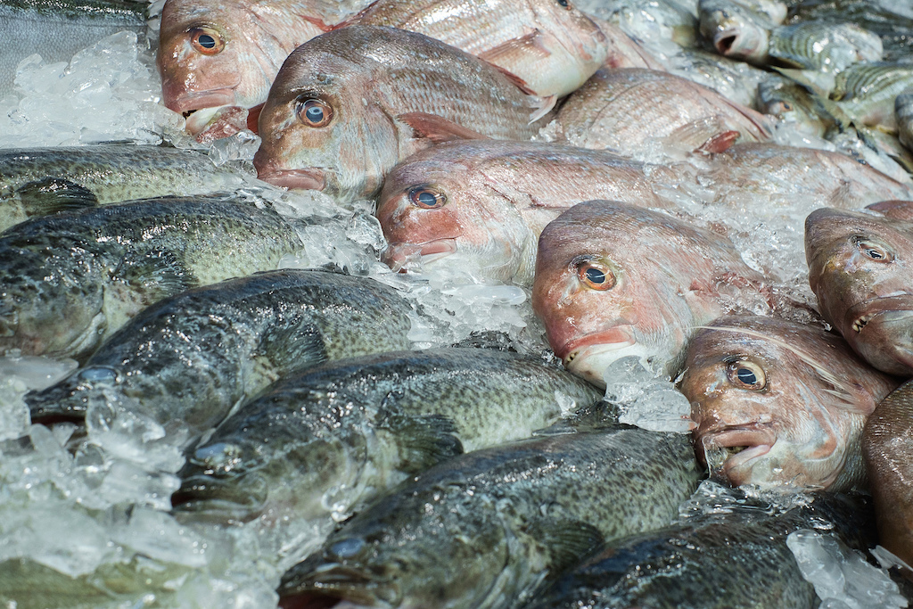 Fish on ice. Photo: David Rogers-Worrall/Flickr