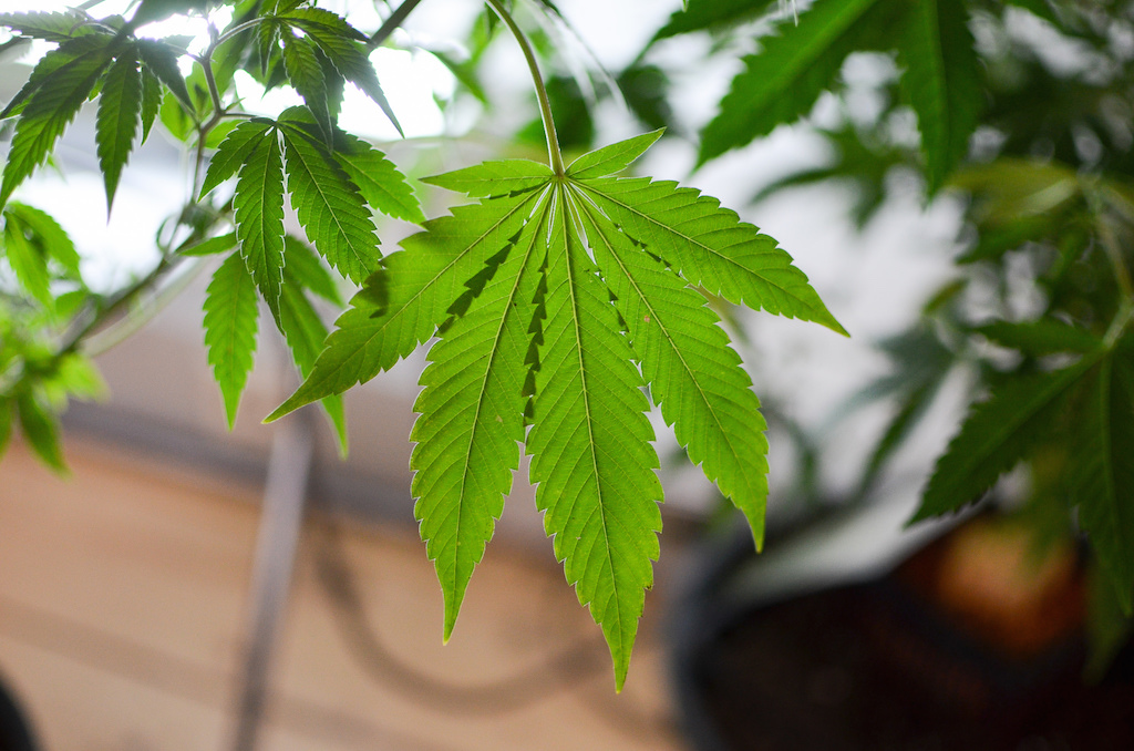 Cannabis plant. Photo: Philip Steffan/Flickr