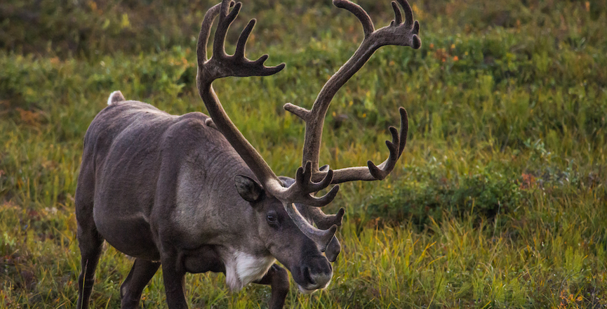 Caribou. Image: Andrew E Russell/Flickr