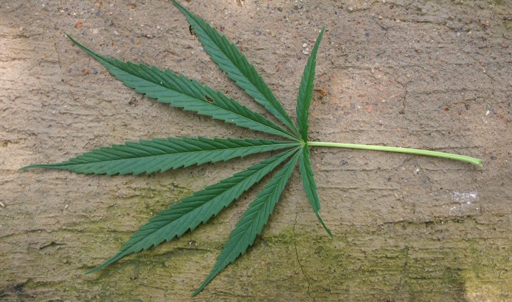 Cannabis sativa. Photo: Rotational/Wikimedia Commons