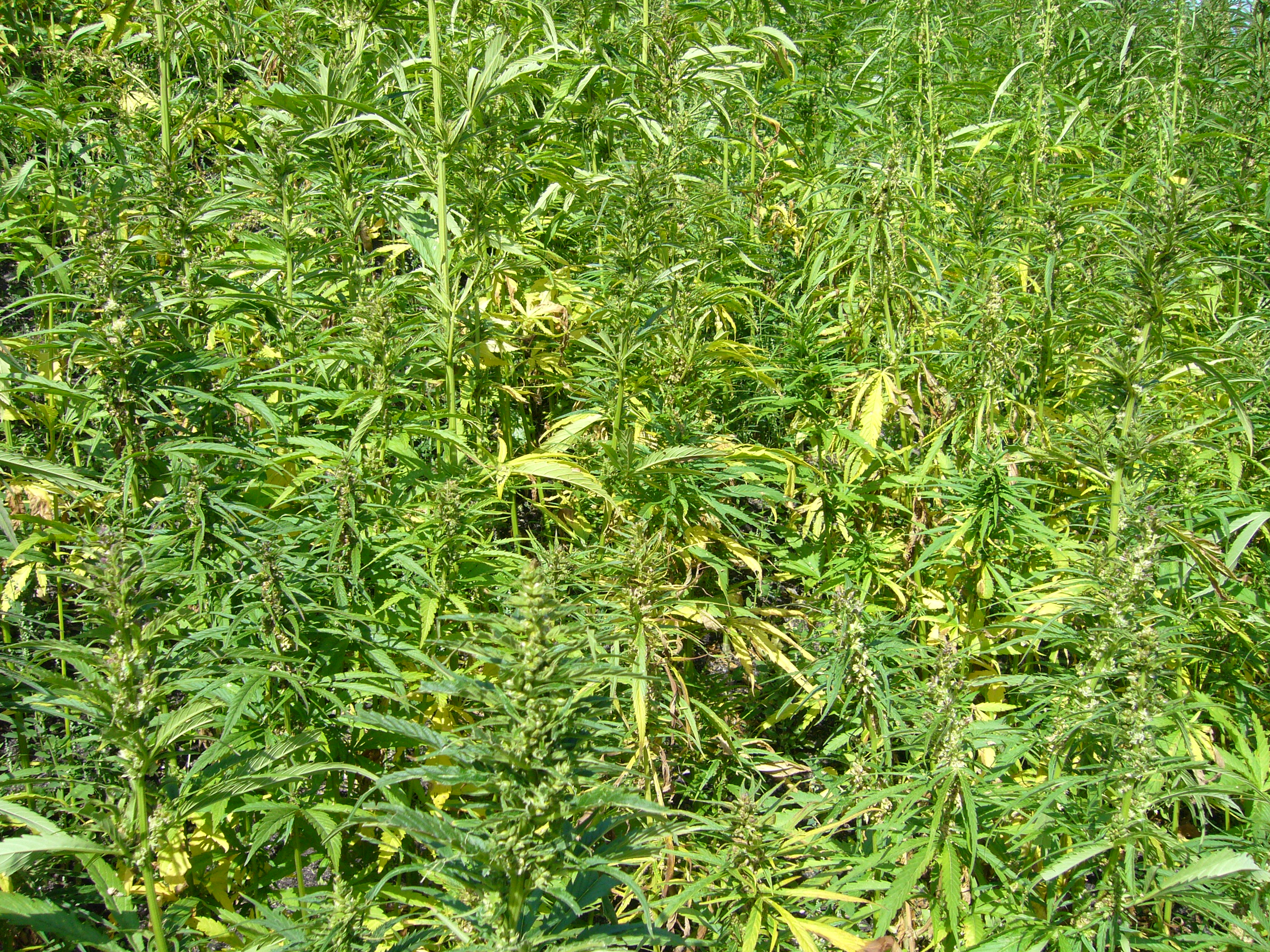 UK industrial hemp farm, 2007