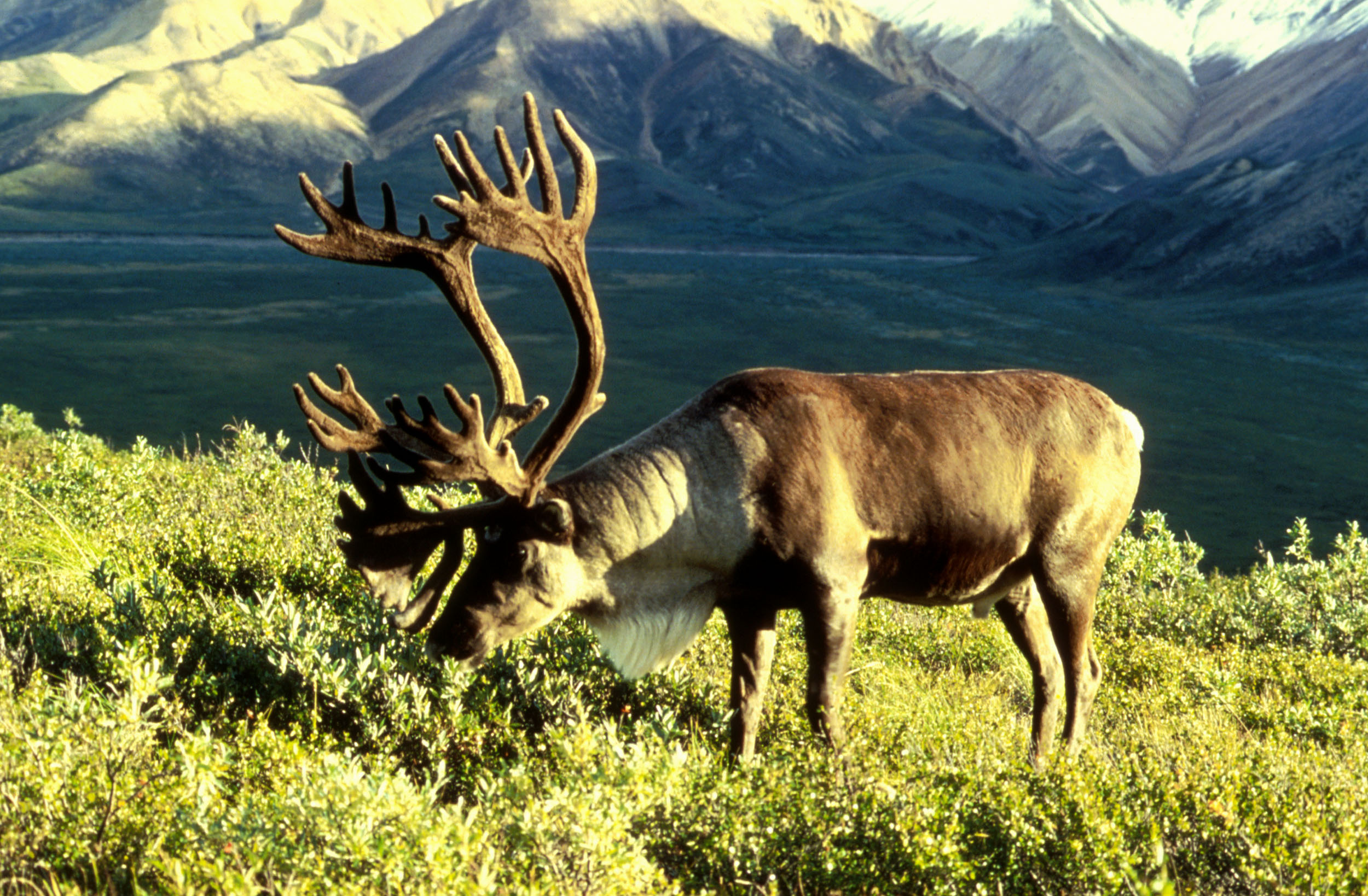 Caribou. Image: Dean Biggins