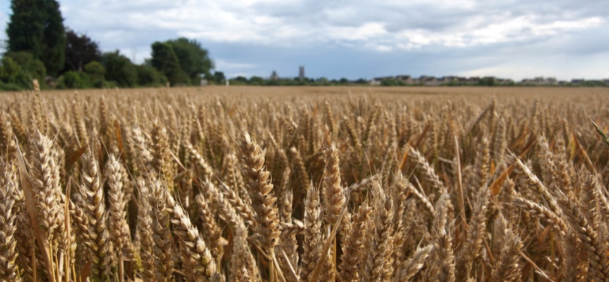 Field of wheat. Photo: Dave Gunn/Flickr