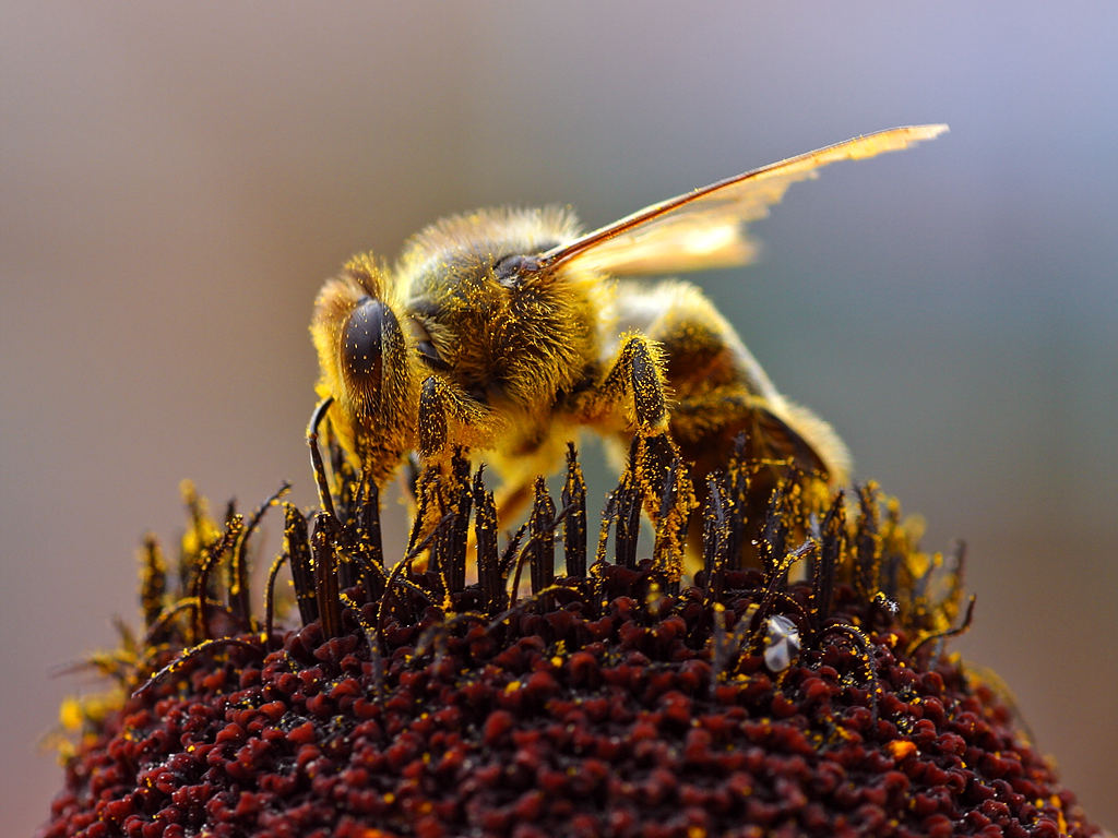 Bee collecting pollen