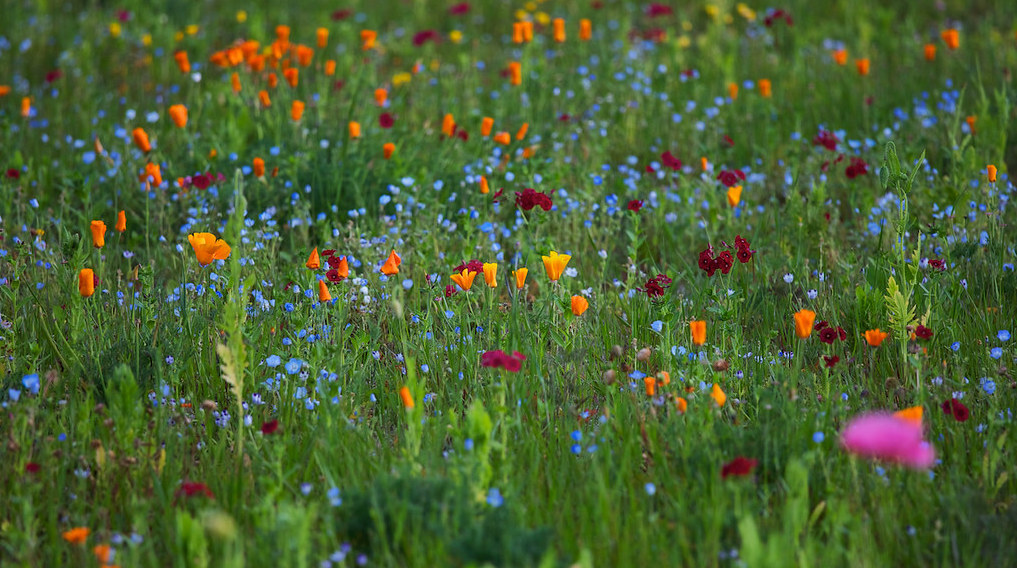 A native plant garden. Image: Flickr/Jim Crotty