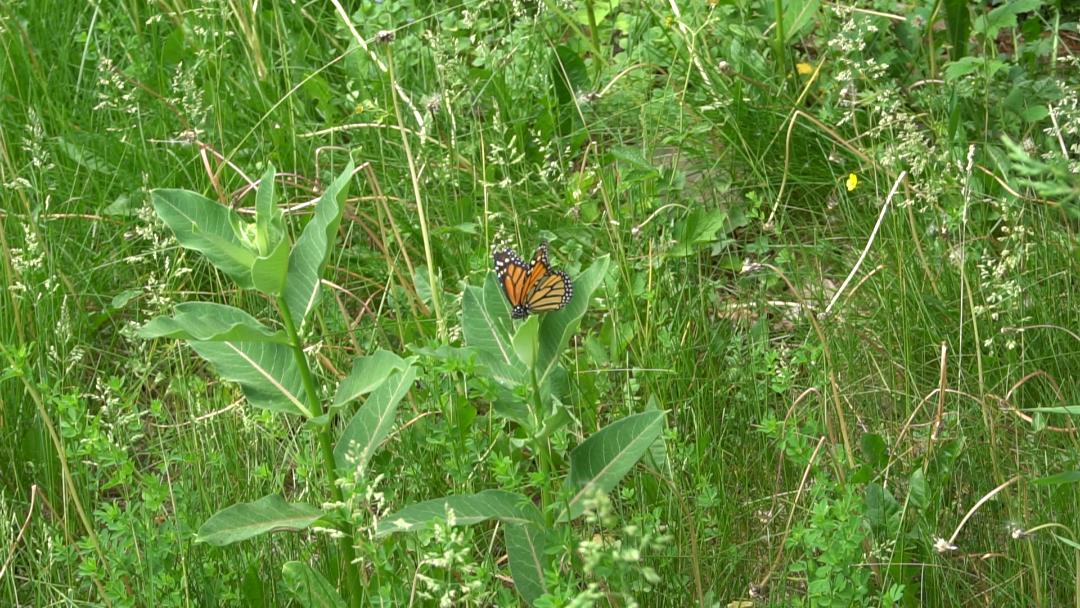 Antheia's milkweed taken by Altheia. Used with permission.