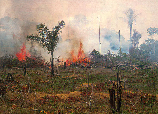 Burning rainforest in Brazil. Image: NASA/Wikimedia Commons