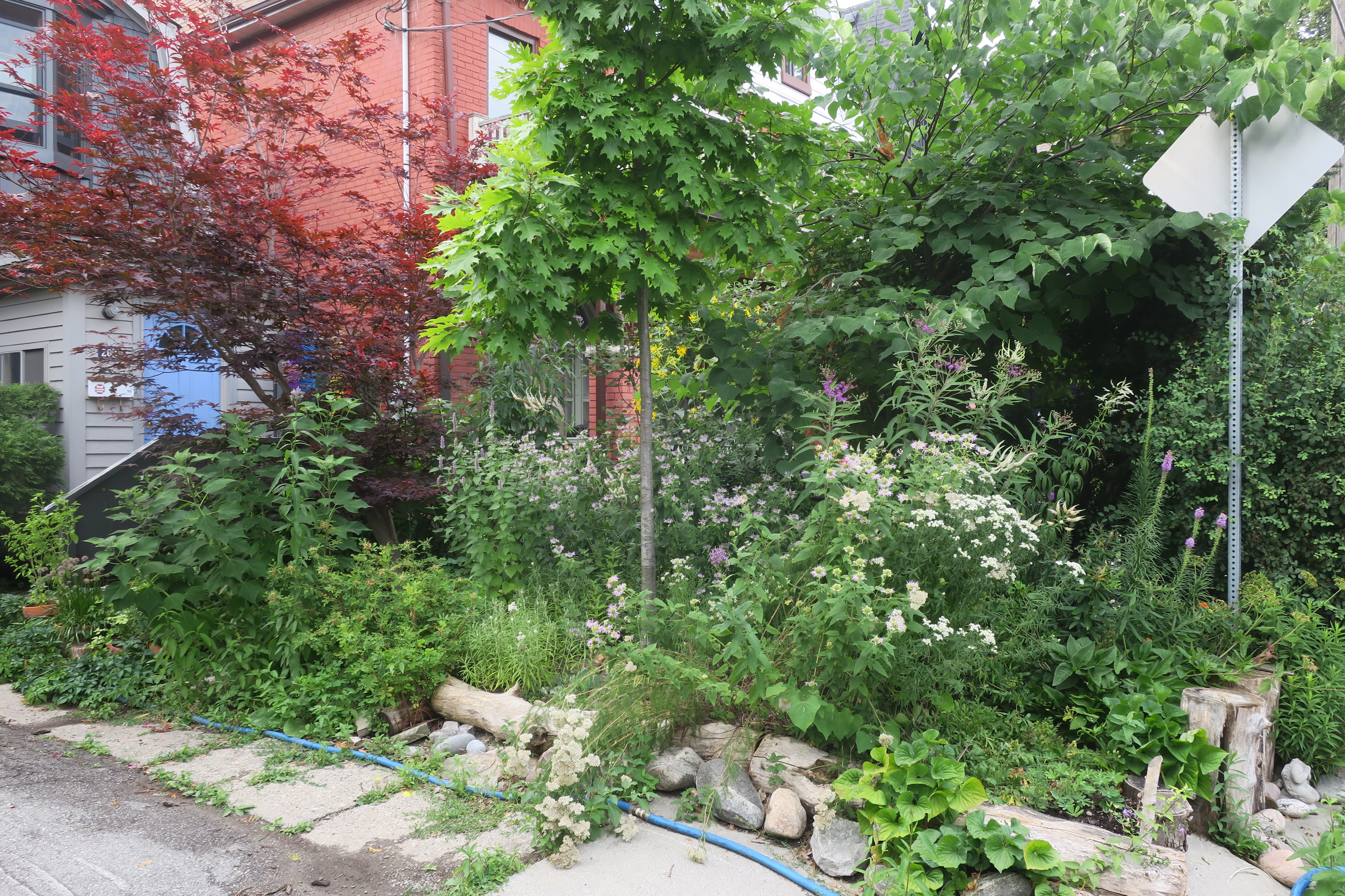 Photo of Lorraine Johnson's garden. Image: Lorraine Johnson