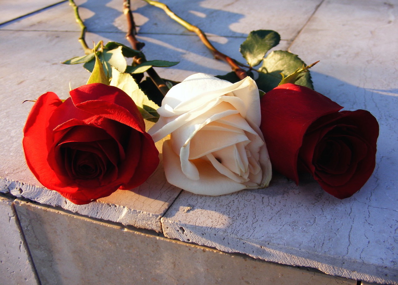 Three roses on a memorial. Image: Pablo Viojo/Flickr