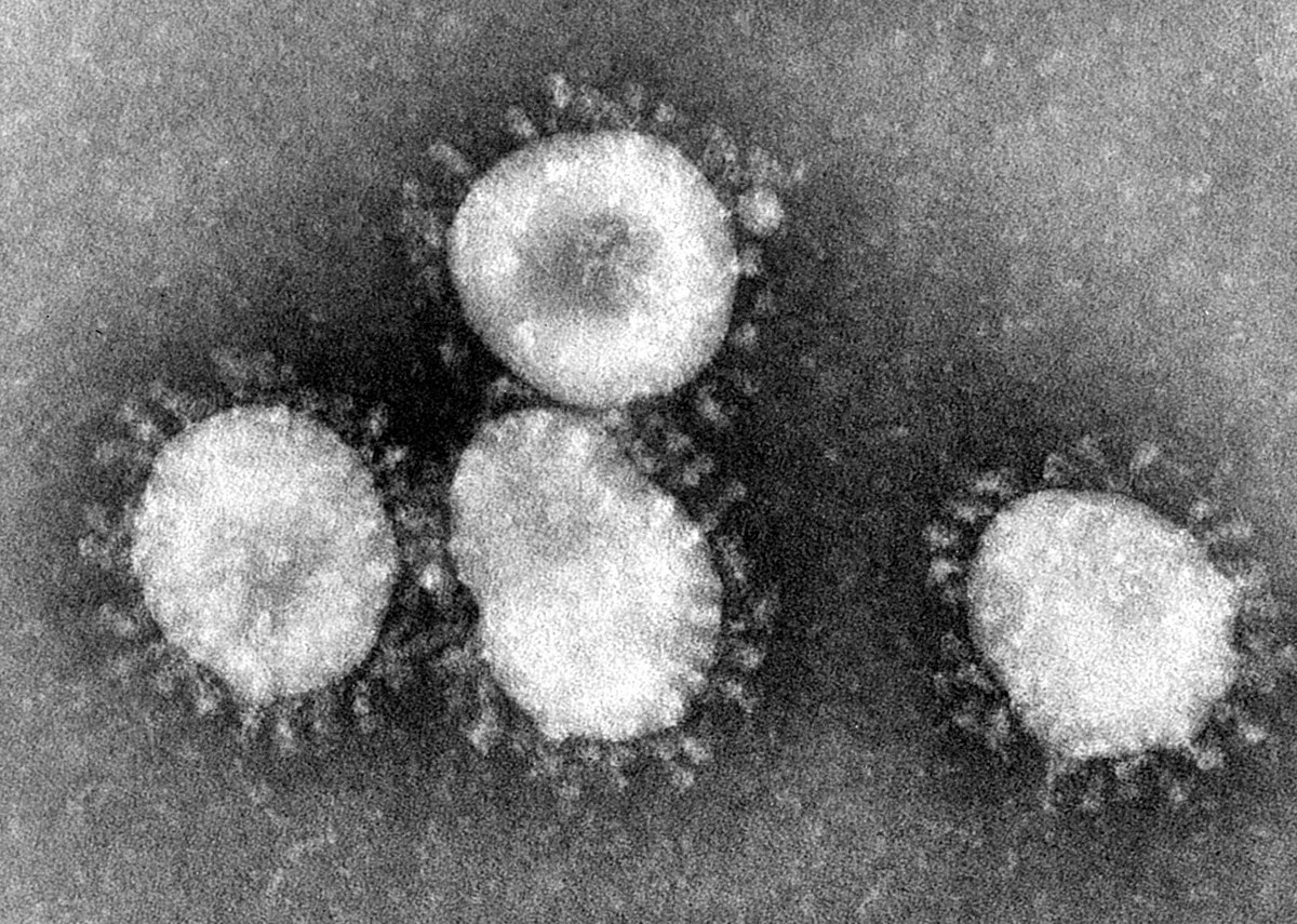 Coronavirus. Image: Centers for Disease Control/Wikimedia Commons