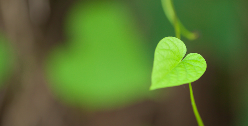 Photo of a heart-shaped leaf.