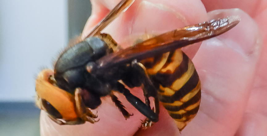 An Asian giant hornet, photographed by the Washington State Department of Agriculture on February 7, 2020. Image: Washington State Department of Agriculture/Flickr