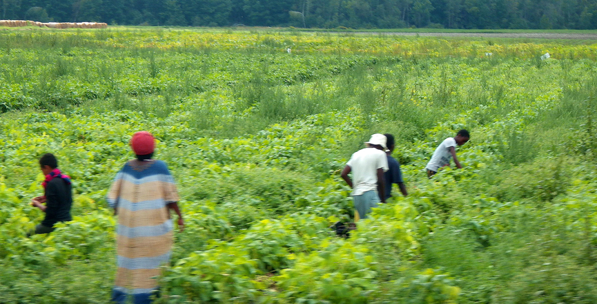Migrant workers in 2013. Image: Bob Nichols/U.S. Department of Agriculture/Flickr