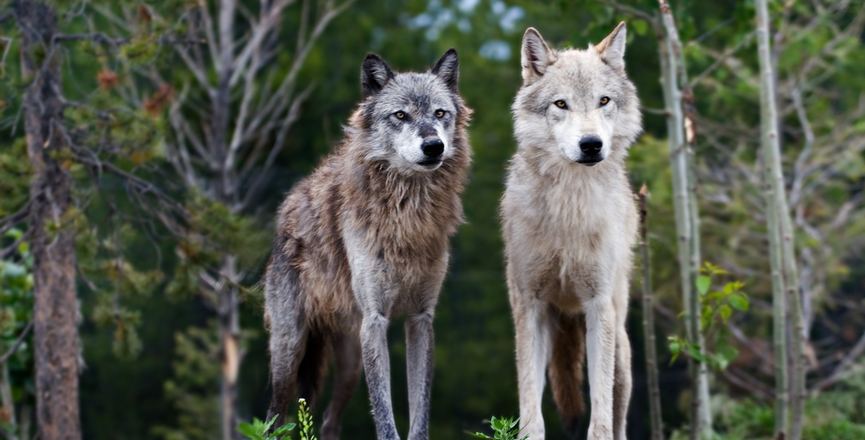 Wolves - Discovery Center in West Yellowstone in 2009. Image: Shawn Kinkade/Flickr