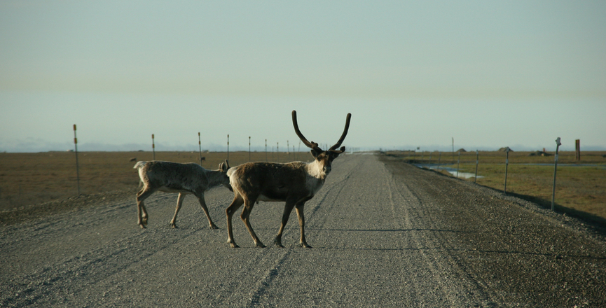 Two caribou on a highway in Alaska. Image: Terry Feuerborn/Flickr