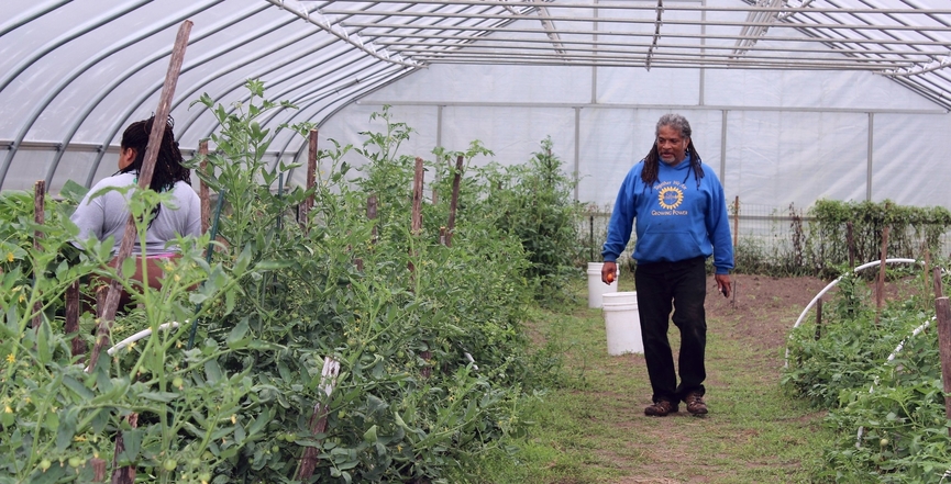 Sherri Barnes (left) and Kwamena Mensa harvest fresh vegetables from the high tunnel at D-Town Farm in 2014. Image: U.S. Department of Agriculture/D-Town Farm/Flickr