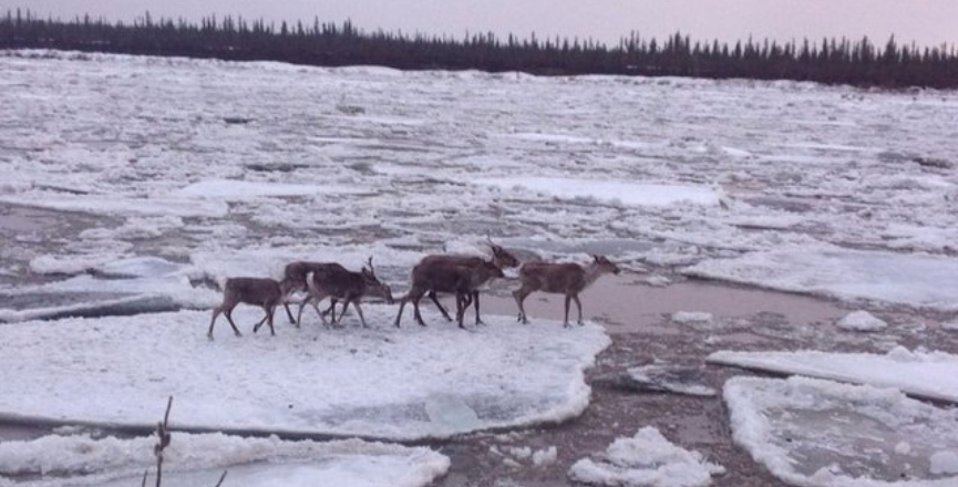 Caribou near Old Crow Yukon. Image: whatsupyukon.com