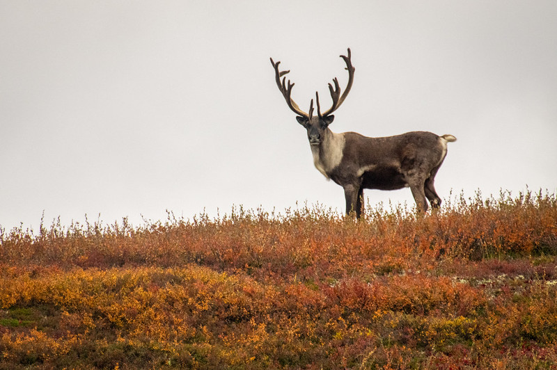 Caribou. Image credit: Thomas/Flickr