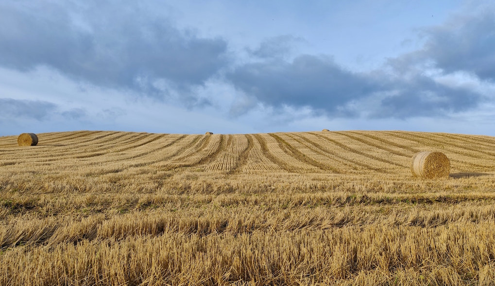 Field of wheat bales. Image credit: Léon McGregor/Unsplash