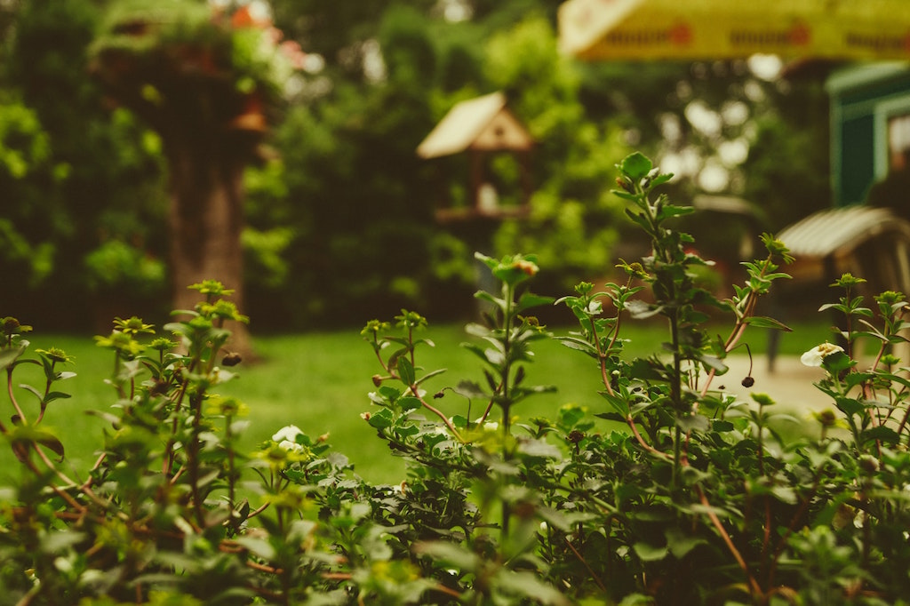 Flowering bushes in backyard. Image credit: Martin Kníže/Unsplash