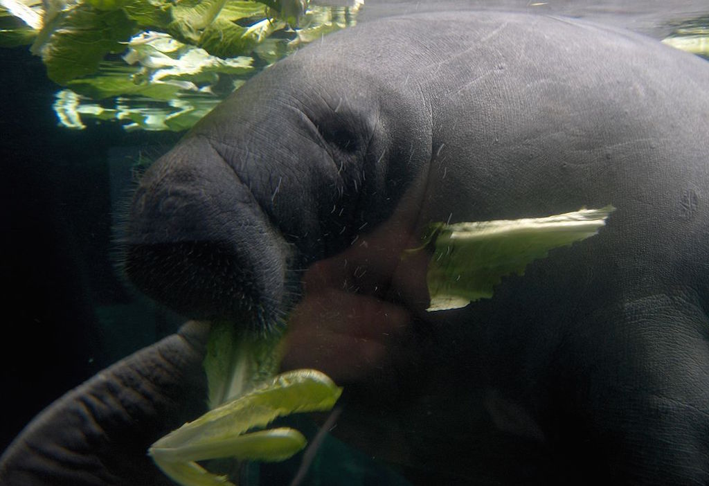 Manatee. Image credit: Chris Muenzer/Wikimedia Commons