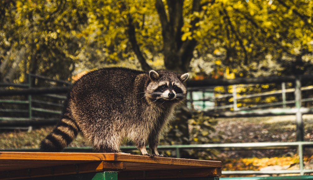 Racoon on table outside. Image credit: Moritz Kindler/Unsplash