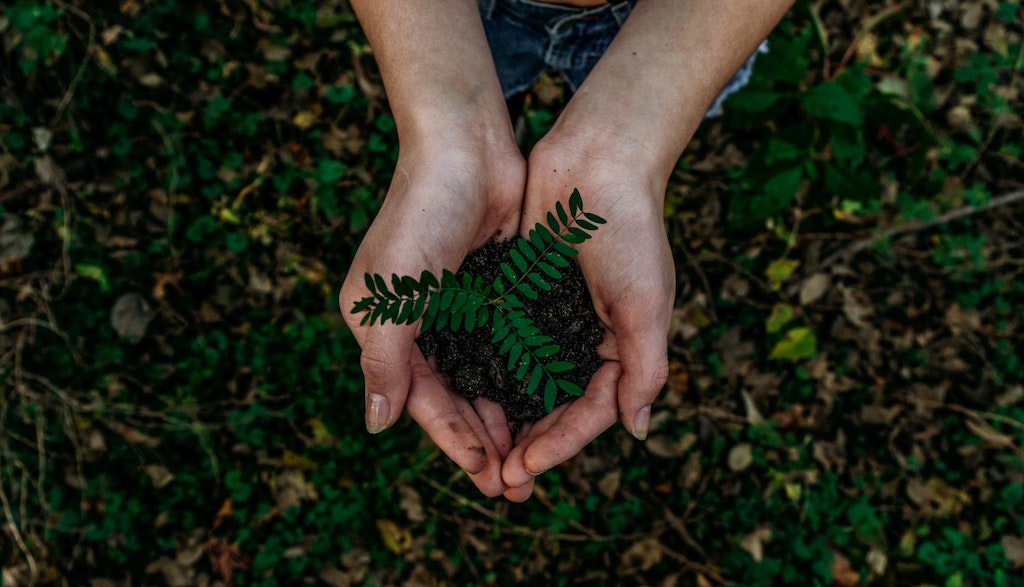 Hands holding a plant. Image credit: Noah Buscher/Unsplash