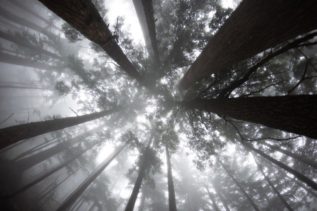 Trees in Whistler, B.C. Image credit: Randy Tarampi/Unsplash