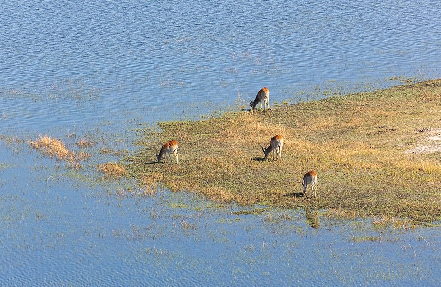 Small gathering of lechwe antelopes, Okavango Delta. Image credit: Diego Delso/Wikimedia Commons