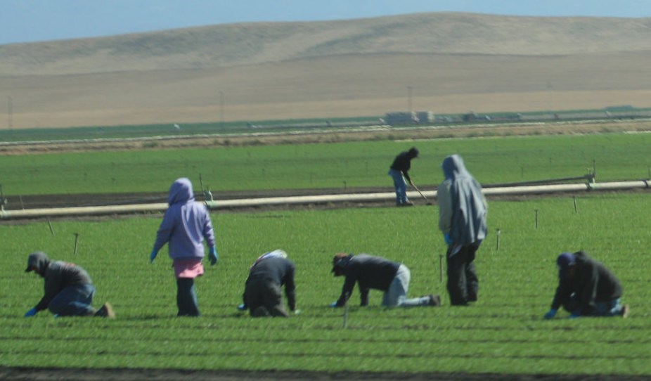 Farmworkers at work in a field. Image credit: Faith Unlimited/Flickr