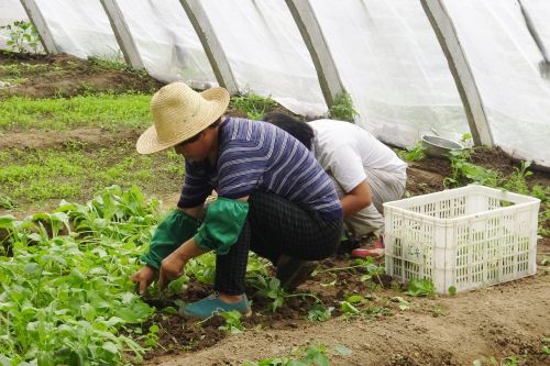 farmer-917998_1280