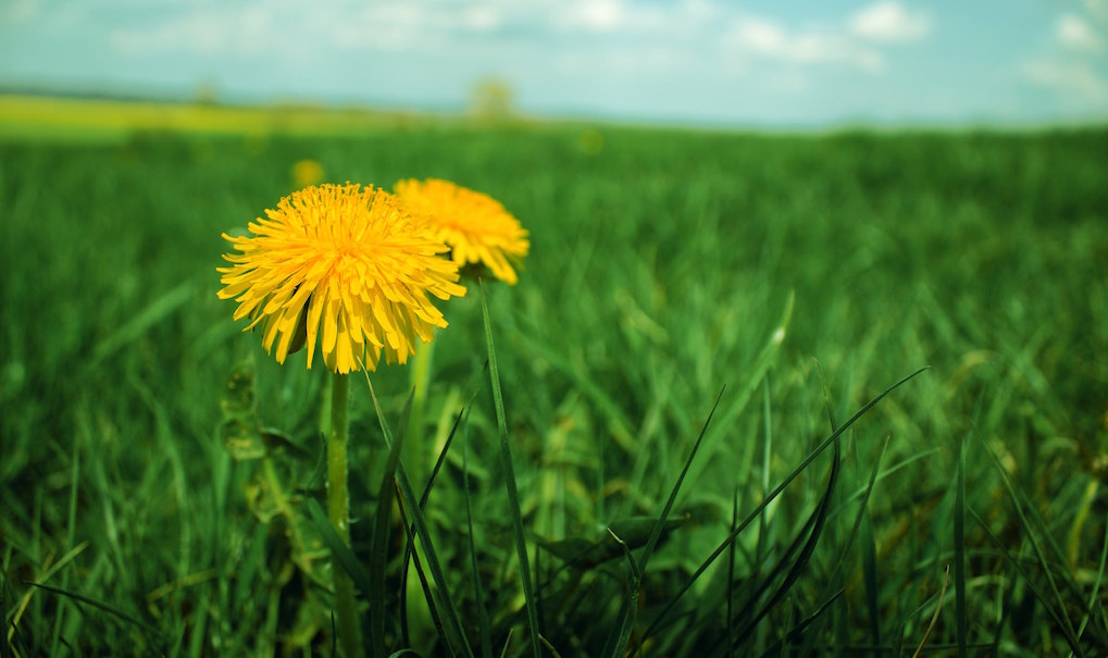Dandelions in field of grass. Image credit: Jan Ledermann/Unsplash