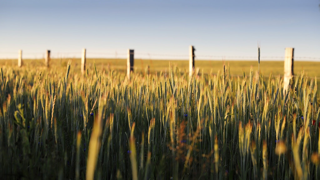 Field of grain. Image credit: Jérôme Bussière/Unsplash