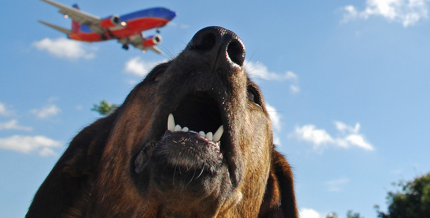 A dog named Flash watches planes go by. Image credit: bravoinsd/Flickr