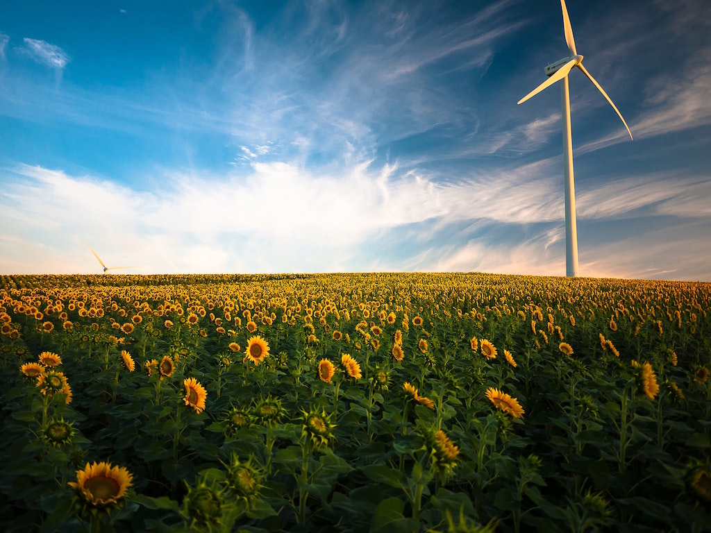 Wind turbine in sunflower field. Image credit: Gustavo Quepón/Unsplash