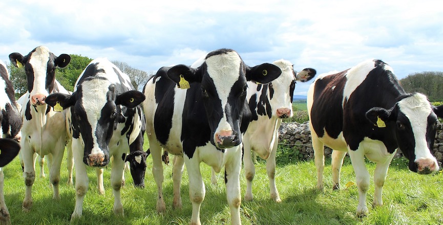 Dairy cows. Image credit: CallyL/pixabay.com