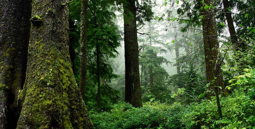 An old-growth forest in Oregon. Image: David Patte/U.S. Fish and Wildlife Service