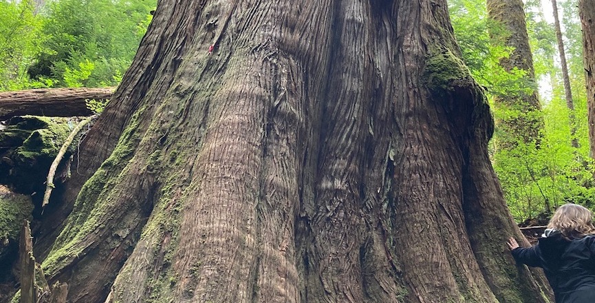 The base of a grandparent cedar at Fairy Creek. Image: Rita Wong/Used with permission