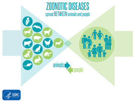 zoonotic-diseases-spread-between-animals-and-people-1024x768 (1)