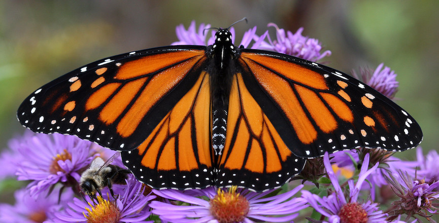 A monarch butterfly and a bee feed on some purple flowers. Image: KhteWisconsin/Flickr