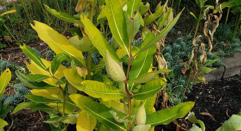 Milkweed going to sleep in early fall. Image: Doreen Nicoll/Provided