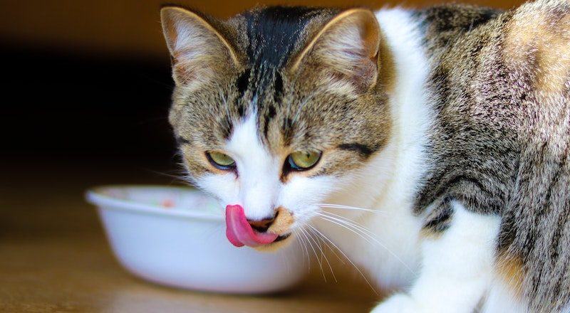 A brown and white tabby cat eating its food. Image: Abeer Zaki/Unsplash