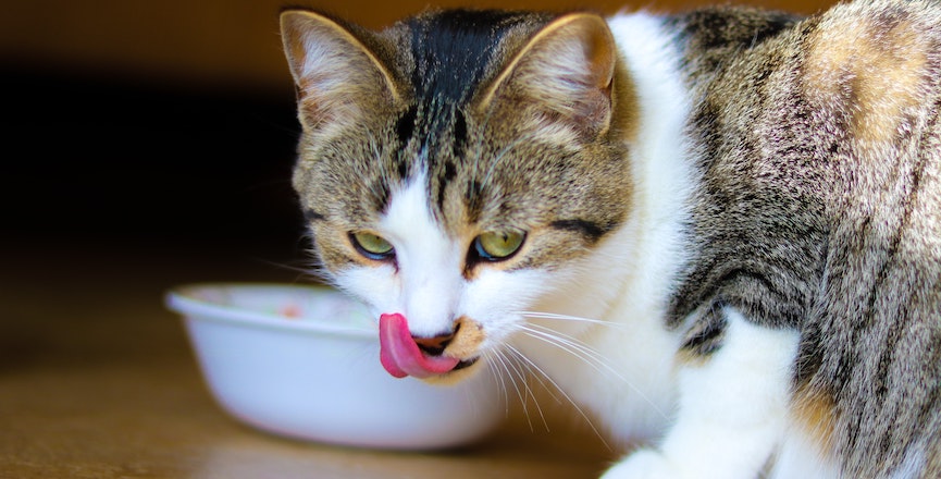 A brown and white tabby cat eating its food. Image: Abeer Zaki/Unsplash