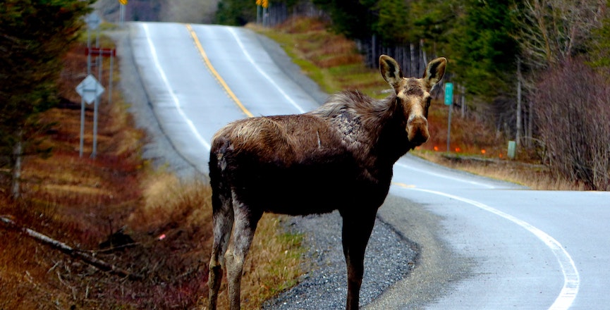 A young moose stands on the side of the road. Image: Anna Mircea/Unsplash