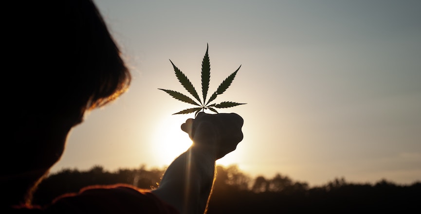 A person holds a cannabis leaf up to a sunset. Image: David Gabric/Unsplash