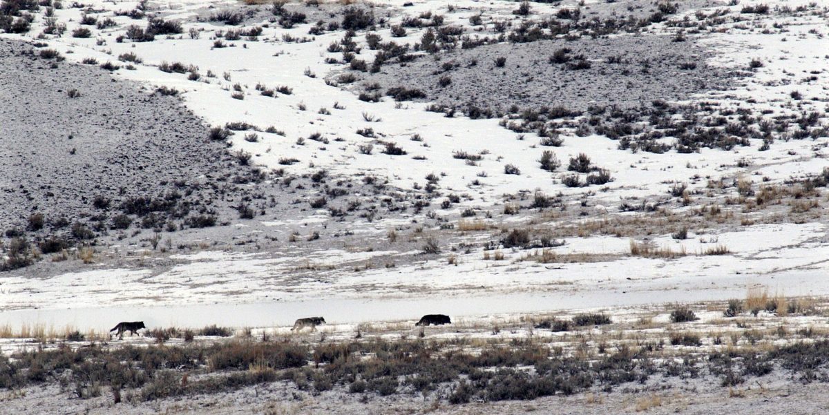 New Yellowstone wolves. (Image: Creative Commons)