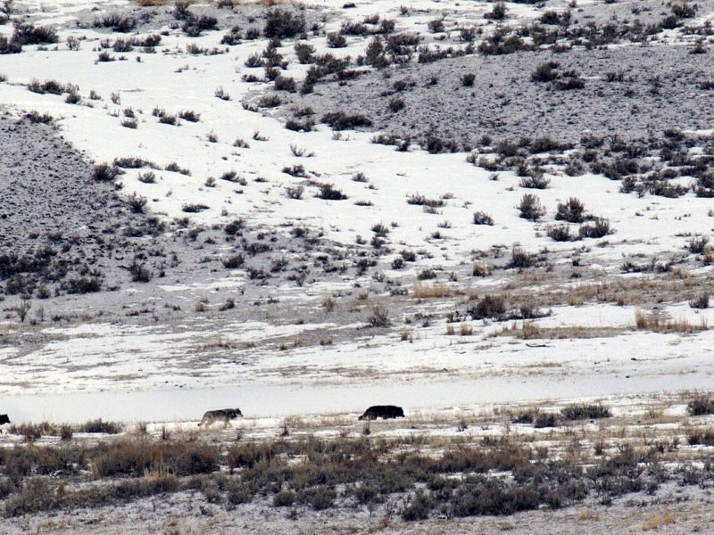 New Yellowstone wolves. (Image: Creative Commons)