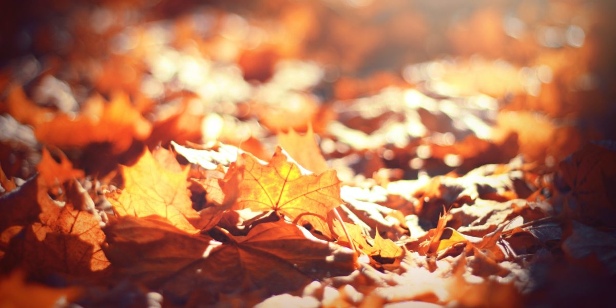 Sun shines on fallen leaves. (Image: Timothy Eberly/Unsplash)